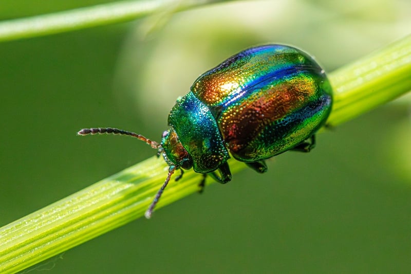 Common Garden Pests