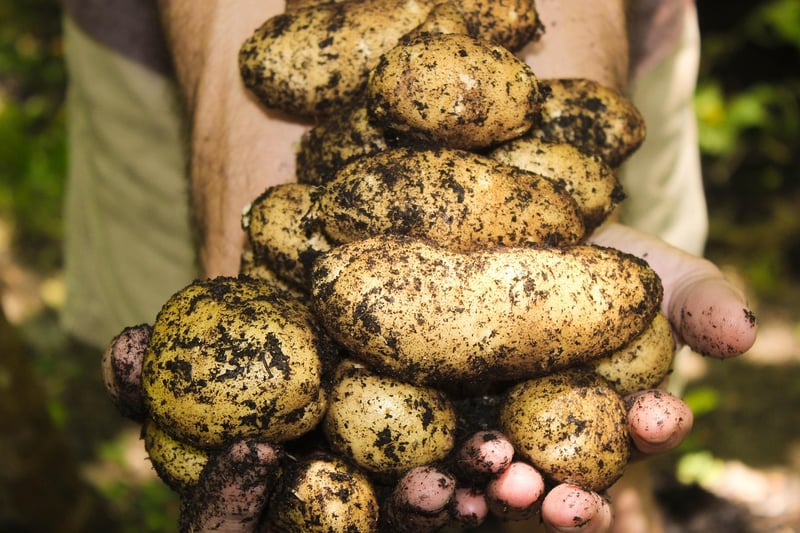 Harvesting Together