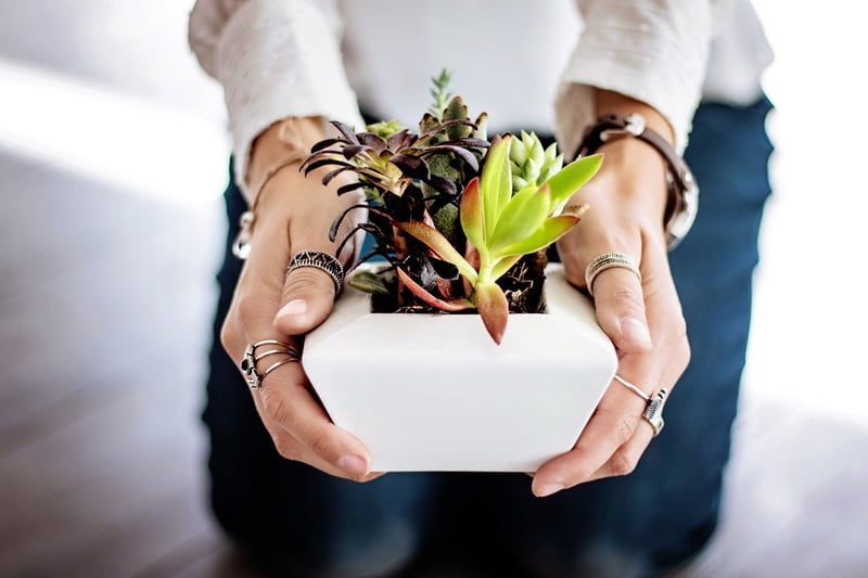 Vegetables to Grow Indoors