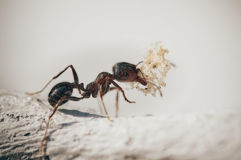 Pest Control